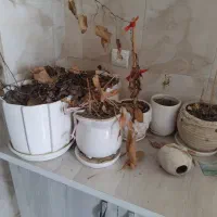 تعداد گل دان چینی