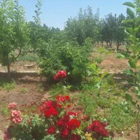 فروش باغ ۷۵۰ متری فول امکانات