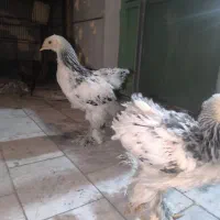 جوجه برهما اصیل
