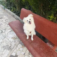 سگگ