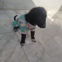 سگ نگهبان