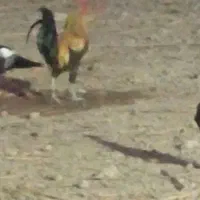 اهواز