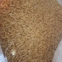 گندم درشت همدان  برداشت امسال درجه ۱