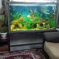 اکفاریوم بزرگ همراه با میز فلزی