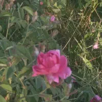 گل محمدی برای گلاب گیری