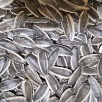 تخمه افتاب گردان ایرانی