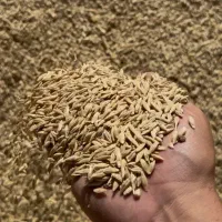 جو محلی امسال درجه ۱ و تمیز تازه ترین