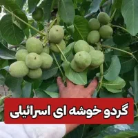 فروش نهال مثمر وغیر مثمر