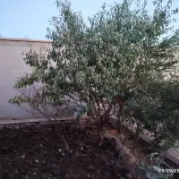 ویلایی  مناسب خانواده