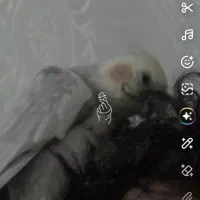 عروس هلندی نر