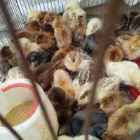 جوجه محلی ویتامین خورده سالم سالم ۸۰تومن