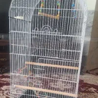 قفس سالم نو