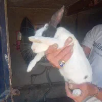 خرگوش