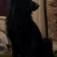 ژرمن بلک ماده اصیل فقط تا اخر هفته