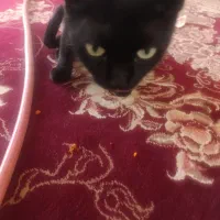 گربه