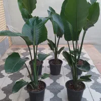 نخل خاص و کلکسیونی نیکولای