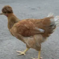 مرغ تخم گذار