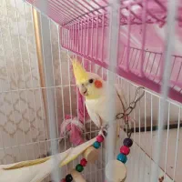 عروس هلندی