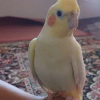 عروس هلندی