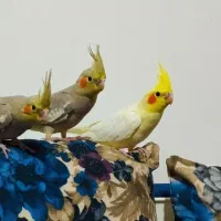 عروس هلندی