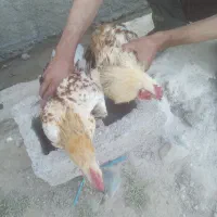 دوعدد خروس محلی رسمی