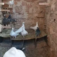 کفتر نسل سار