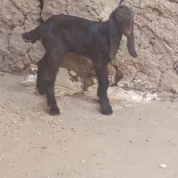 بز پاکستانی بی نظیر نیست در جهان