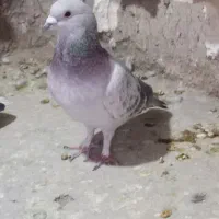 کفتر