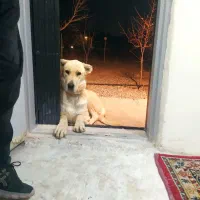 سگ اصیل عراقی
