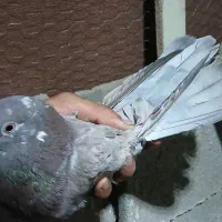 خال سرور معاوضه