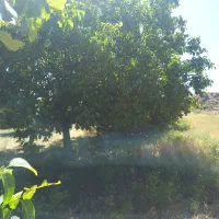 زمین کشاورزی