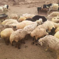 میش و بز