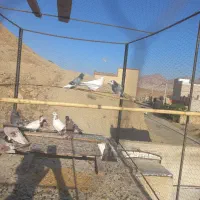 کبوتر ۲۰ عدد