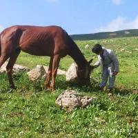 مادیون خیلی آرام بدون عیب و ایراد