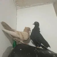 کبوتر قره سیاه نر   ،ماده زرد