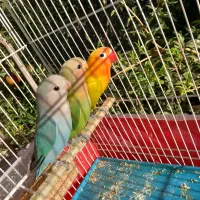 3عدد طوطی کوتوله