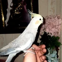 عروس هلندی طلا