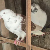 کفتر ماده|پرنده|گرمدره, |دیوار