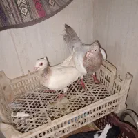 کبوتر هفت رنگ کاکلی دورگ جفت