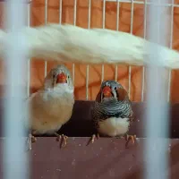یه جفت فنچ آماده