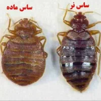 سمپاشی انواع حشرات تضمینی