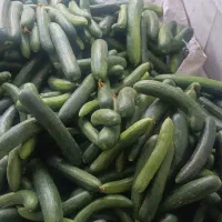 خیار بوته ای کاملا ارگانیک