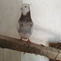 کبوتر|پرنده|گله دار, |دیوار