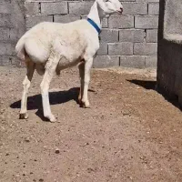 بره قوچی قندوزی بره چینی تکه سانن