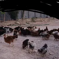 مرغ چهارماهه فقط فردا تخفیف520ت