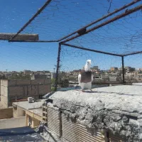 طوقی|پرنده|لنجان, |دیوار
