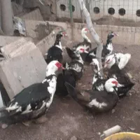 اردک اسرائیلی