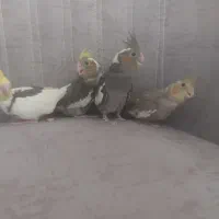 جوجه عروس هلندی