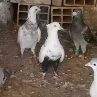 دم سیاه،سینه مشهدی