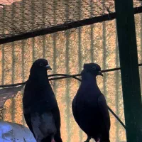 زاغ دهنجور پرشی